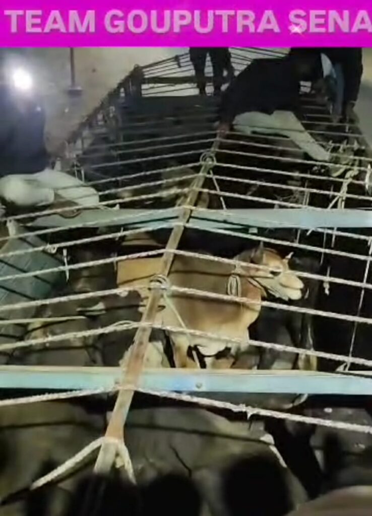 गौपुत्र सेना की बड़ी सफलता: अवैध गौतस्करी का भंडाफोड़, 20 नंदी महाराजों को बचाया 5 IMG 20241224 WA0011