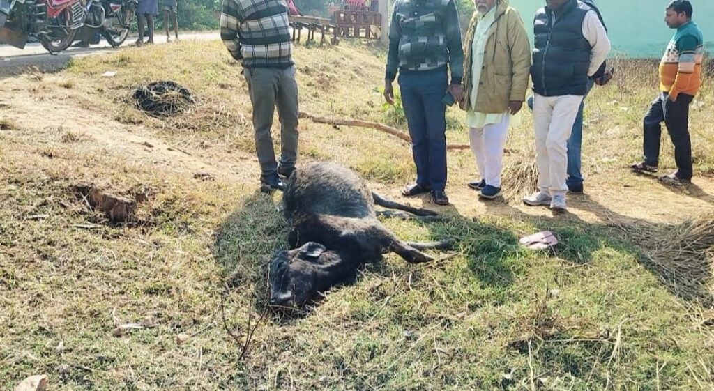 टुण्डी के बान्दोजोर गांव में आग लगी की घटना की खबर पर विधायक प्रतिनिधि मिले पीड़ित परिवारों से मुआवजा दिलाने का दिया आश्वासन 5 WhatsApp Image 2024 12 20 at 2.24.35 PM