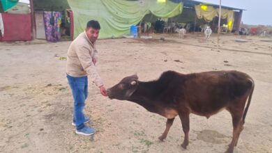 बनेड़ा क्षैत्र में मकर संक्रांति का त्यौंहार बड़ी धूमधाम से मनाया 12 IMG 20250114 WA0011