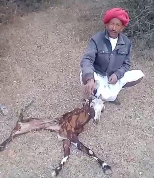 पैंथर का आतंक: लिलोडा पहाड़ी के पास बकरी का शिकार, दो बकरियां लापता 1 WhatsApp Image 2025 01 20 at 3.15.51 PM e1737375854414