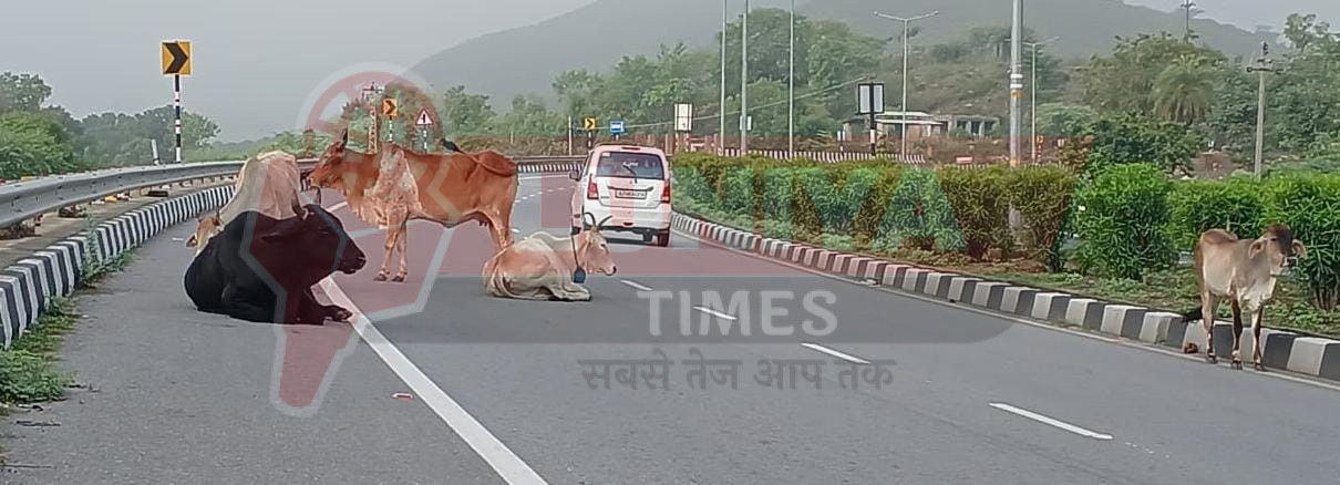 हाईवे पर मवेशियों का जमावड़ा बन रहा दुर्घटनाओं का कारण, सुरक्षा के कोई उपाय नहीं 1 IMG 20250627 WA0007