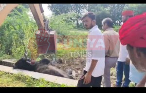 वरकाना ढाणी सरकारी स्कूल के पास नंदी सांड एक नाले में फंस गया 4 IMG 20250815 WA0124