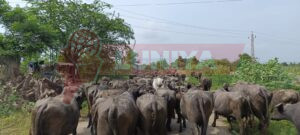 गोचर भूमि आवंटन के खिलाफ ग्रामीणों का ज्ञापन 2 WhatsApp Image 2025 08 10 at 17.41.19