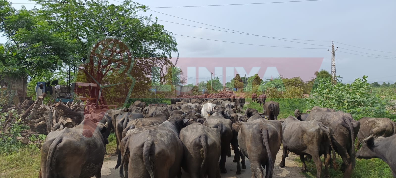 गोचर भूमि आवंटन के खिलाफ ग्रामीणों का ज्ञापन 1 WhatsApp Image 2025 08 10 at 17.41.19