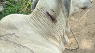 Rasmi Panther Attack : राशमी में पैंथर का आतंक, गाय पर हमला कर घायल की , वन विभाग को दी सुचना 8 WhatsApp Image 2025 08 13 at 12.42.00