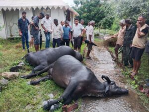 चन्द्रप्रभा रिसोर्ट के पास करंट से दो भैंसों की मौत, लापरवाही पर ग्रामीणों का आक्रोश 3 IMG 20250906 WA0061