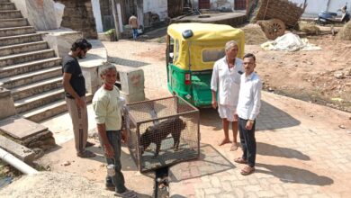 चोटिल स्वान को एनिमल प्रोटेक्शन सोसायटी में करवाया एडमिट 7 WhatsApp Image 2025 10 16 at 14.42.01