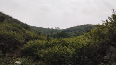 गुरला क्षेत्र में पहाड़ी, खेतों, रोड किनारे लैंटाना कैमरा ( जर्मनी ) का पौधा फसलों,जंगलों, जानवरों लिए खतरा बढ़ा रहा , उन्मूलन के लिए सरकार निष्क्रिय, शासन प्रशासन कर रहे उपेक्षा 12 2 9