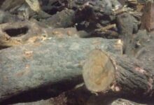 IMG 20251204 WA0029