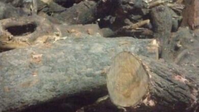 IMG 20251204 WA0029
