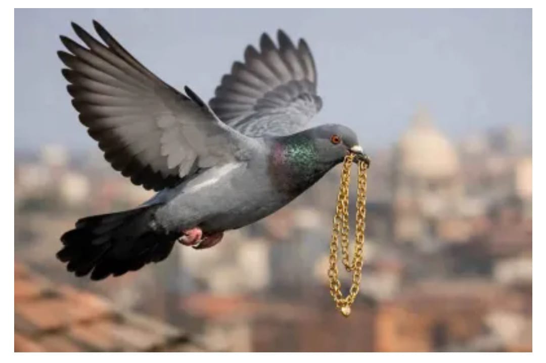 राजस्थान: 1 लाख रुपए की सोने की चेन चोंच में दबाकर ले उड़ा कबूतर, सर्राफा बाजार में मचा हड़कंप 1 IMG 20260205 WA0016