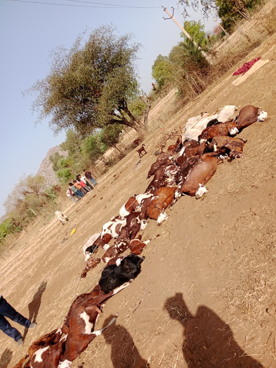 बाली विधायक ने दिखाई संवेदनशीलता: भीमाना हादसे में 57 बकरियों की मौत पर 1 लाख की सहायता, उचित मुआवजे की मांग 1 बाली विधायक