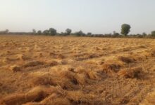अभी बै मौसम बारिश से कालाऊना सहित आसपास के दर्जनों गांवो में रवी की फसल पूर्ण रूप से हुई खराब किसानो की मांग गिरदावरी सर्वे करवाकर मुआवजा दिलवाने की मांग 4 WhatsApp Image 2026 04 08 at 7.23.28 PM