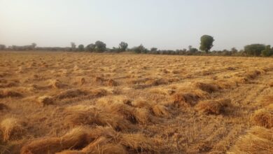 अभी बै मौसम बारिश से कालाऊना सहित आसपास के दर्जनों गांवो में रवी की फसल पूर्ण रूप से हुई खराब किसानो की मांग गिरदावरी सर्वे करवाकर मुआवजा दिलवाने की मांग 16 WhatsApp Image 2026 04 08 at 7.23.28 PM