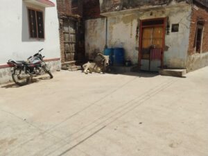 बीमार गाय को समय पर पहुंचाया अस्पताल, पार्षद व वार्डवासियों की तत्परता सराहनीय 3 WhatsApp Image 2026 04 14 at 1.28.08 PM