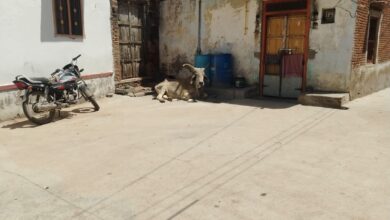 बीमार गाय को समय पर पहुंचाया अस्पताल, पार्षद व वार्डवासियों की तत्परता सराहनीय 13 WhatsApp Image 2026 04 14 at 1.28.08 PM