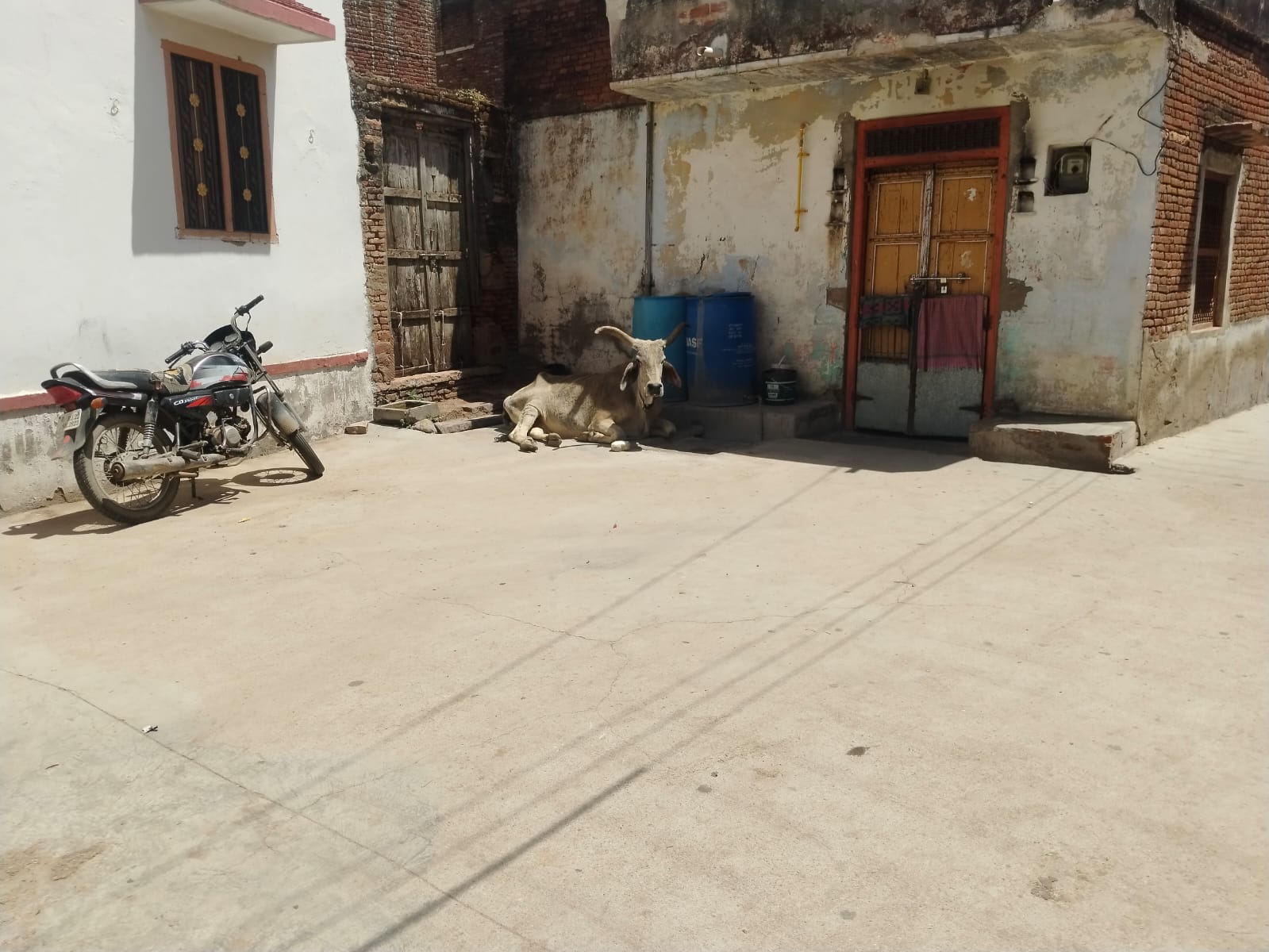 बीमार गाय को समय पर पहुंचाया अस्पताल, पार्षद व वार्डवासियों की तत्परता सराहनीय 1 WhatsApp Image 2026 04 14 at 1.28.08 PM