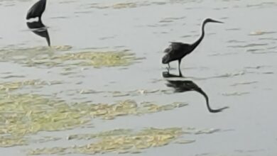 सारस का संदेश: महेंद्रगढ़ के गोविंद सागर तालाब में उतरा ‘सच्चा प्यार’, मानसून को लेकर ग्रामीणों में भारी उत्साह 16 IMG 20260515 WA0018