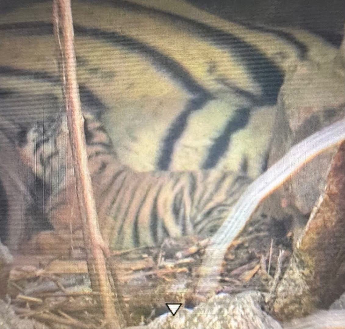 बाघिन आरबीटी-124 (ऋद्धि) को हाल ही में नाल घाटी क्षेत्र में एक शावक के साथ देखा गया 1 WhatsApp Image 2026 06 06 at 12.39.54 PM